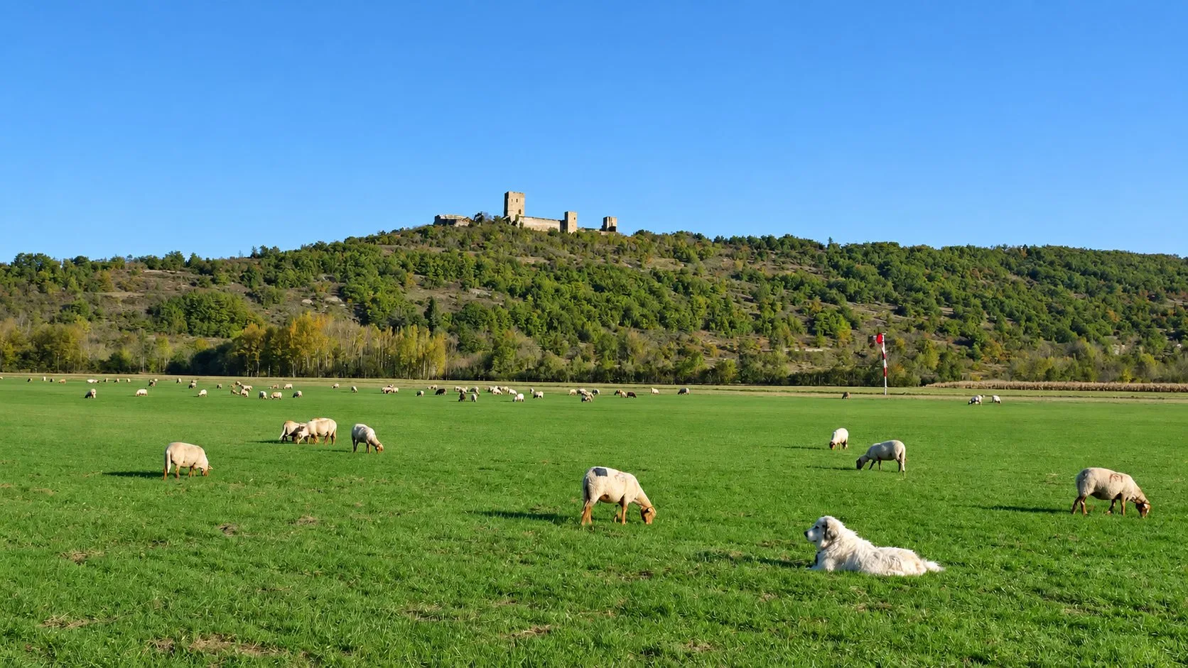 Des brebis et un chien blanc dans une prairie, avec le château de Puivert sur la colline en arrière-plan.