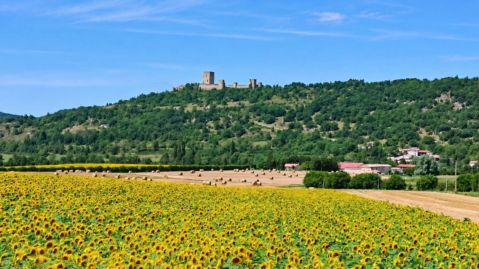 Un champ de tournesols en fleurs au premier plan, avec le château de Puivert sur la colline au fond.